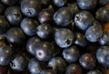 Bilberry background partially blurred, selective focus