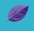 Bilberry blue leaf isolated on blue background. Beautiful spring nature