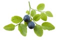 Bilberry branch