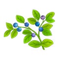 Bilberry Branch Colored Detailed Illustration Royalty Free Stock Photo