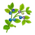 Bilberry Branch Colored Detailed Illustration Royalty Free Stock Photo