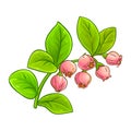 Bilberry Branch with Flowers Colored Illustration Royalty Free Stock Photo