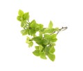 Bilberry branch with fresh green leaves isolated on white