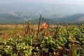 Bilberry bush Royalty Free Stock Photo