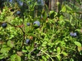 Bilberry-bush Royalty Free Stock Photo