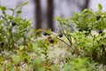 Bilberry bush Royalty Free Stock Photo