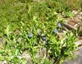 Bilberry bush Royalty Free Stock Photo