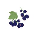 Bilberry cluster with leaf growing on branch. Forest blueberry. Food plant with wild fresh berries. Healthy blaeberry