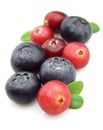 Bilberry and cranberry Royalty Free Stock Photo