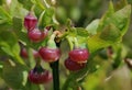 Bilberry flowers