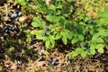 Bilberry forest glade