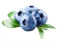 Bilberry