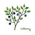 Bilberry ripe. Hand drawn illustration