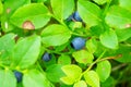 Wild bilberry fruits. Close up of bilberry berries growing on bush in the forest.