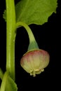 Bilberry Vaccinium myrtillus. Flower Closeup Royalty Free Stock Photo