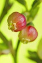 Bilberry (Vaccinium myrtillus) flowers Royalty Free Stock Photo