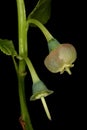 Bilberry Vaccinium myrtillus. Flowers Closeup Royalty Free Stock Photo