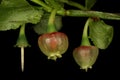 Bilberry Vaccinium myrtillus. Flowers Closeup Royalty Free Stock Photo