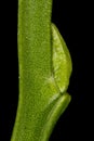 Bilberry (Vaccinium myrtillus). Lateral Bud Closeup Royalty Free Stock Photo