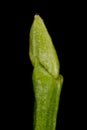 Bilberry (Vaccinium myrtillus). Pseudoterminal Bud Closeup Royalty Free Stock Photo