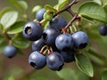 Bilberry (Vaccinium myrtillus)