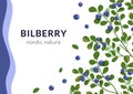 Bilberry vector background. Northern blue forest berries, branches, leaves isolated on white. Hand drawn berry fruit Royalty Free Stock Photo