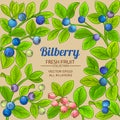 Bilberry vector frame