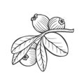 Bilberry vector illustration
