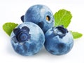 Bilberry on a white Royalty Free Stock Photo