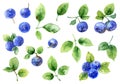 Bilberry on white background