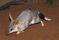 BILBY macrotis lagotis Royalty Free Stock Photo