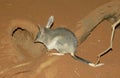 Bilby , or rabbit-bandicoots Royalty Free Stock Photo