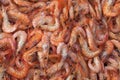 Boiled shrimps Royalty Free Stock Photo