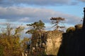 The tree on the walls of the ancient castle Royalty Free Stock Photo