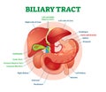 Biliary tract medical vector illustration system diagram with stomach, pancreas, spleen, gallbladder ducts and liver.