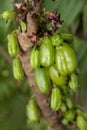 Bilimbi Royalty Free Stock Photo