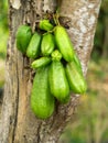 Bilimbi (Averhoa bilimbi Linn.) on tree Royalty Free Stock Photo