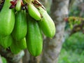 Bilimbi, Bilimbing, or cucumber tree