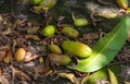 Bilimbi, Bilimbing, Cucumber tree, Tree sorrel