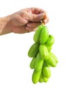 Bilimbi or cucumber fruits on humand hand isolated Royalty Free Stock Photo
