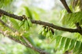 Bilimbi, Cucumber Tree (Averhoa bilimbi Linn.). Royalty Free Stock Photo