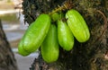 Bilimbi, cucumber tree Averrhoa bilimbi hanging on its tree