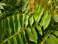 Bilimbi, Cucumber tree, Kamias Sorrel Tree, Tamarind Starfruit, Buloh Starfruit Bimbiri on tree trunks