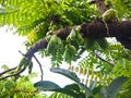 Bilimbi, Cucumber tree, Kamias Sorrel Tree, Tamarind Starfruit, Buloh Starfruit Bimbiri on tree trunks