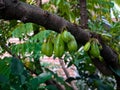 Bilimbi, Cucumber tree, Kamias Sorrel Tree, Tamarind Starfruit, Buloh Starfruit Bimbiri on tree trunks