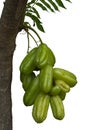 Bilimbi, Cucumber tree, Tree sorrel or Averrhoa bilimbi is a fruit with a sour taste isolated on white background.