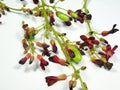 Bilimbi flowers