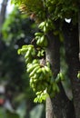 Bilimbi fruit, Averrhoa bilimbi fruit Royalty Free Stock Photo