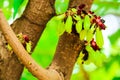 bilimbi is a fruit bearing tree, It is a relative carambola tree Royalty Free Stock Photo