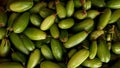 Bilimbi fruit (Bilimbing, Averrhoa bilimbi Linn)